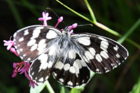 Melanargia galathea